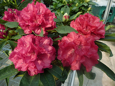 Wilgens-Ruby1.jpg